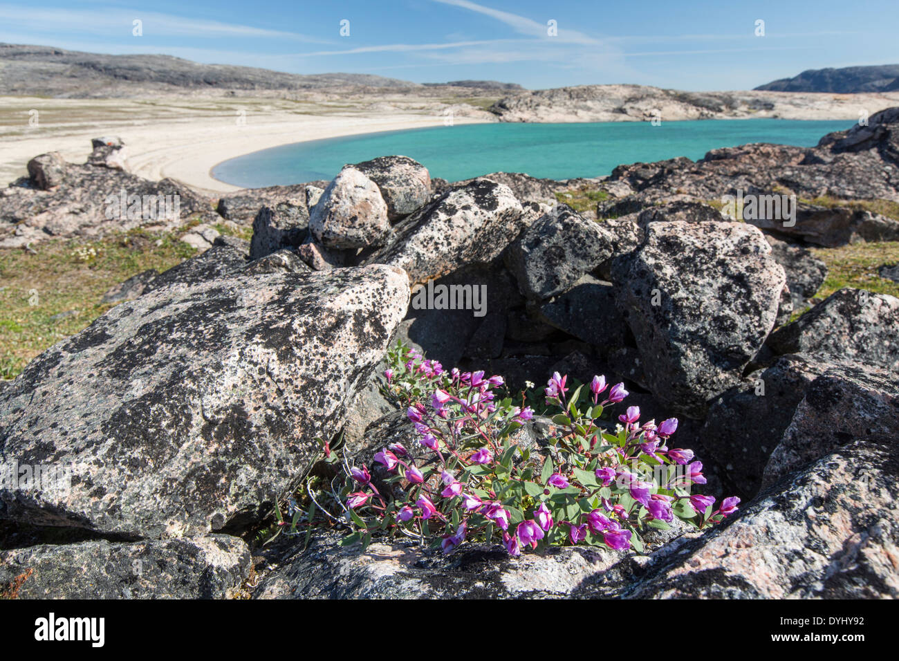 Canada Nunavut territorio Dwarf fireweed blossoms accanto a pietre da Inuit tenda ad anello sulla tundra artica in corrispondenza di estremità sud di bianco Foto Stock