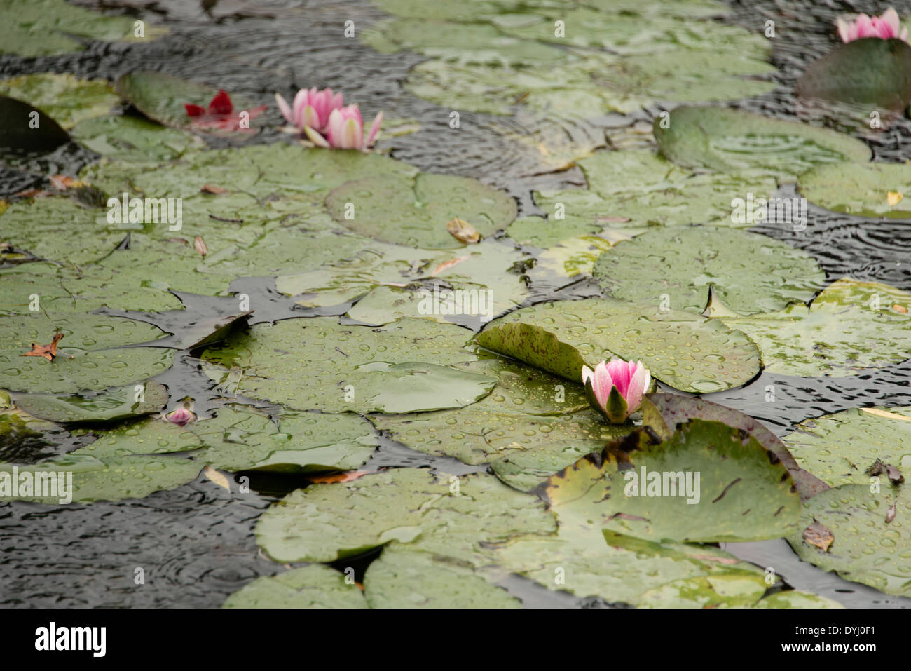 Stagno con ninfee di Monet, giardino di Giverny, Francia. Foto Stock