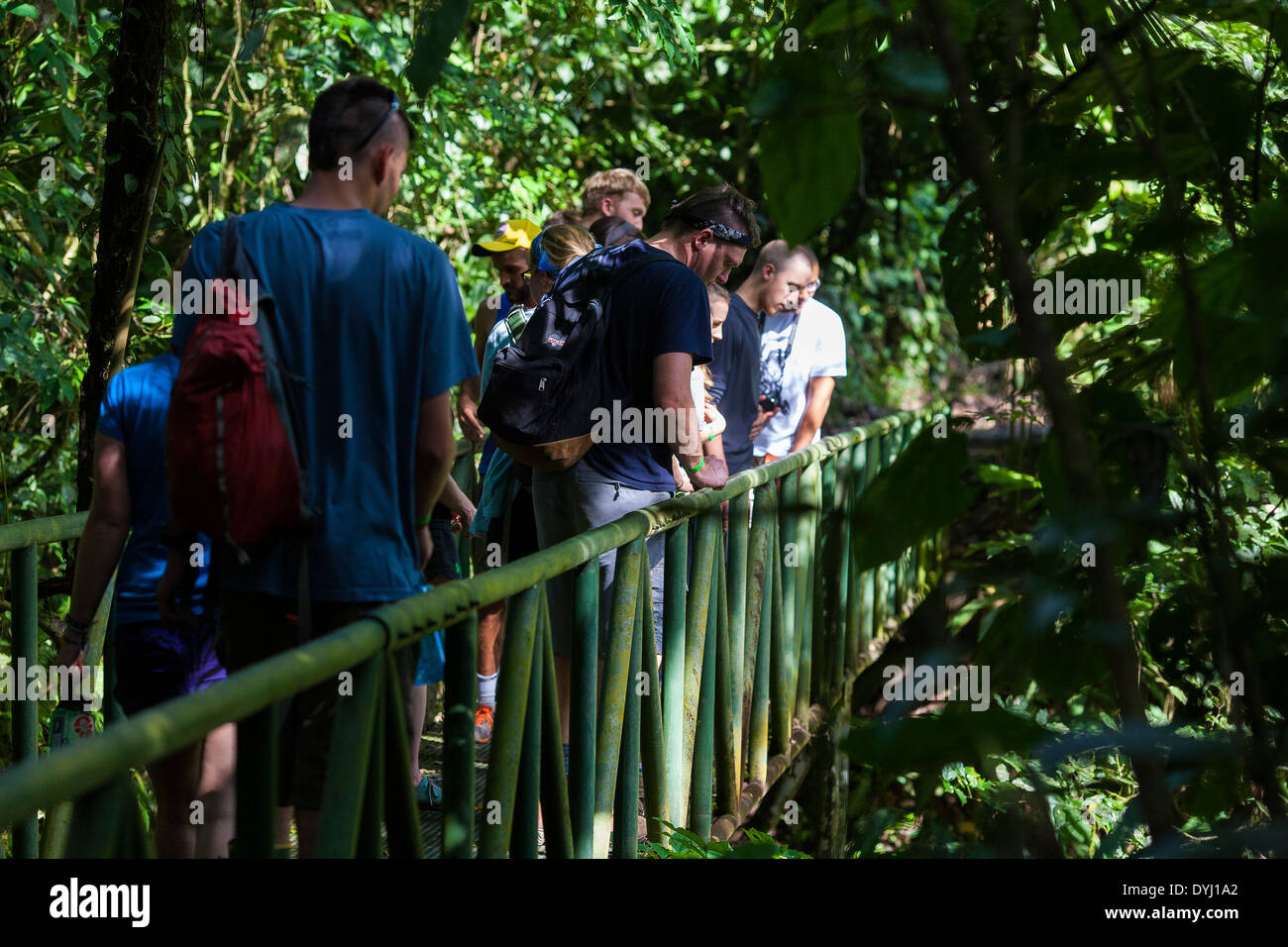 Gruppo di visitatori a piedi attraversando un ponte su un percorso guidato tour della natura a La Selva La stazione biologica in Sarapiqui de Viejo, Costa Rica Foto Stock