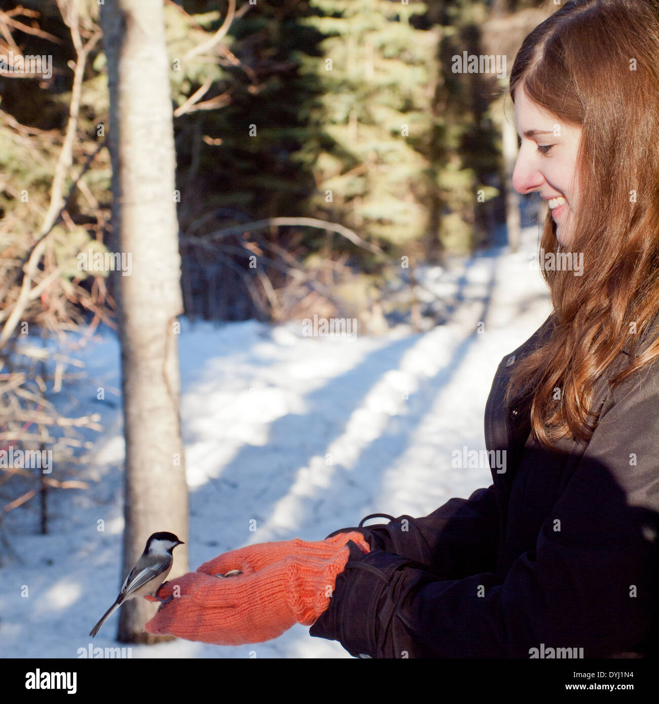 Un wild Black-capped Luisa (Poecile atricapillus) si alimenta dalle mani di una bella bruna ragazza in Edmonton, Canada. Foto Stock