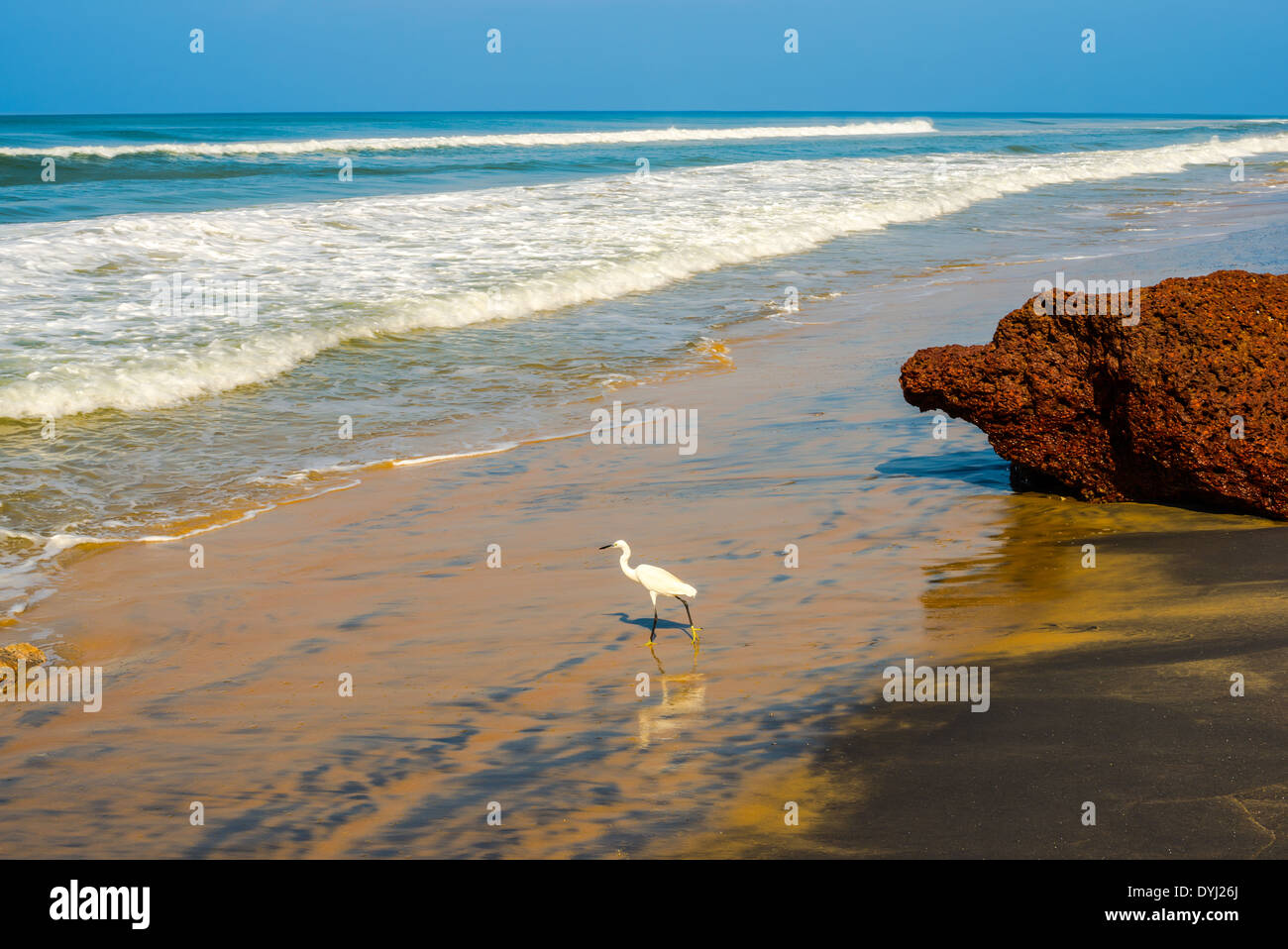 Lo splendido paesaggio della costa con un uccello bianco di Varkala. India Kerala Foto Stock