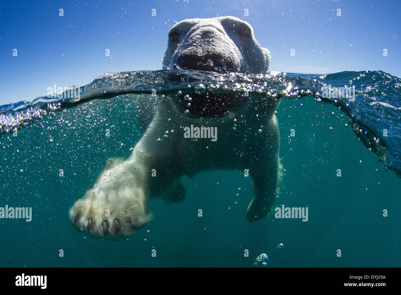 Canada, Nunavut Territorio, vista subacquea di Orso Polare (Ursus maritimus) nuoto nelle uova e lattimi Benvenuti suono lungo la Baia di Hudson Foto Stock
