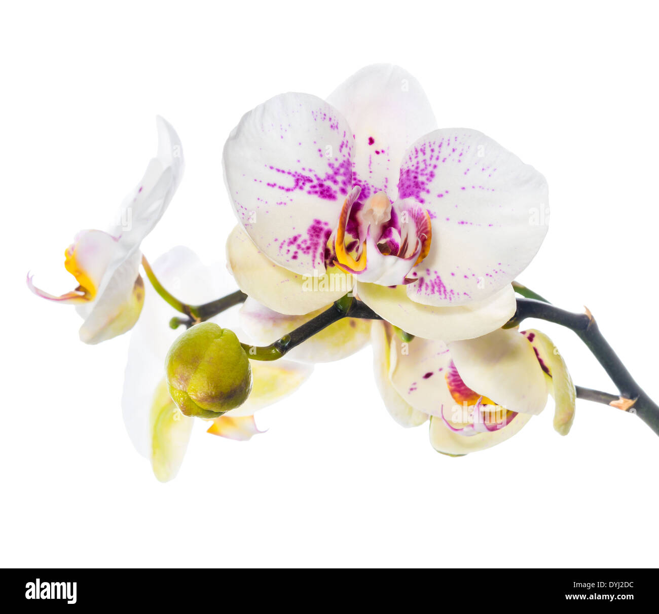 Splendida fioritura motley lilla fiori di orchidea, phalaenopsis è isolato su sfondo bianco Foto Stock