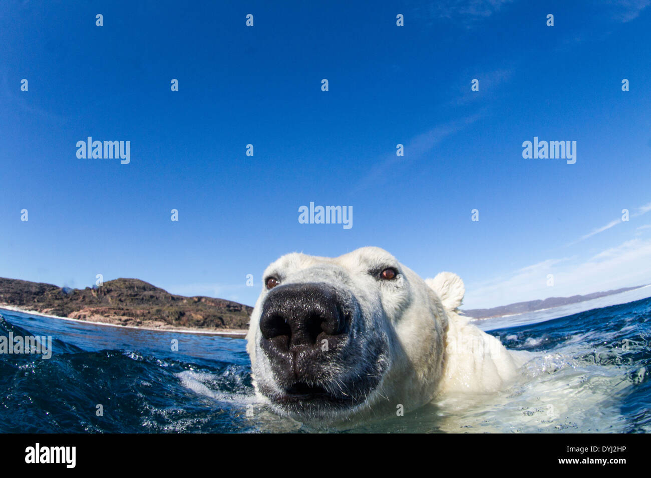 Canada, Nunavut Territorio, orso polare (Ursus maritimus) nuoto congelati stretto lungo la Baia di Hudson Foto Stock