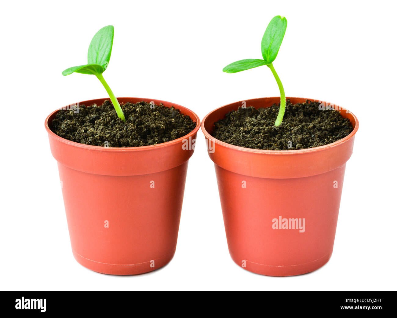 La piantina di piante in vaso è isolato su sfondo bianco Foto Stock