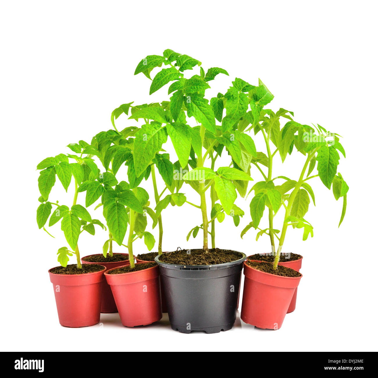 Piantina verde che illustra il concetto di oppressione Foto Stock