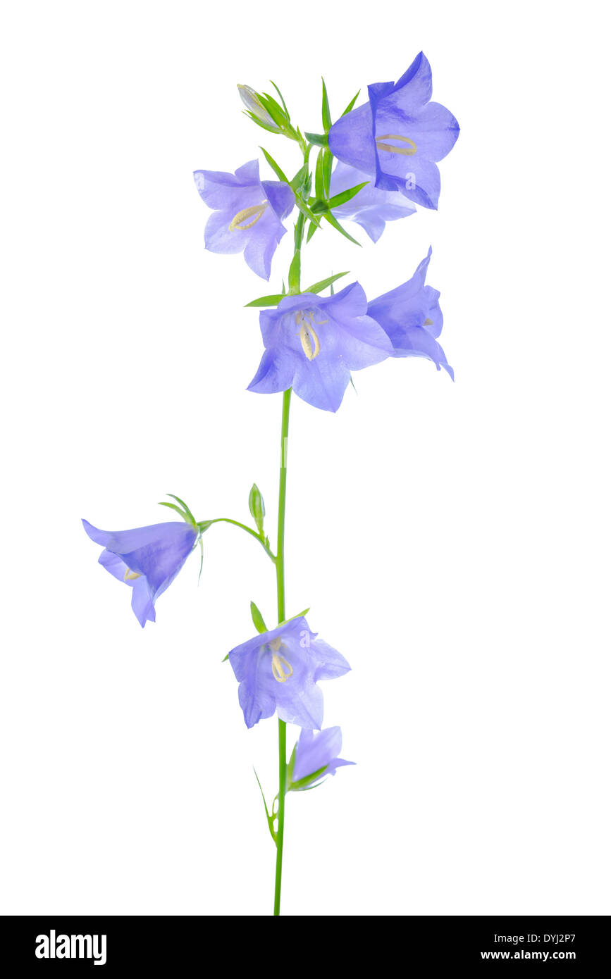 Bluebell flower è isolato su uno sfondo bianco Foto Stock