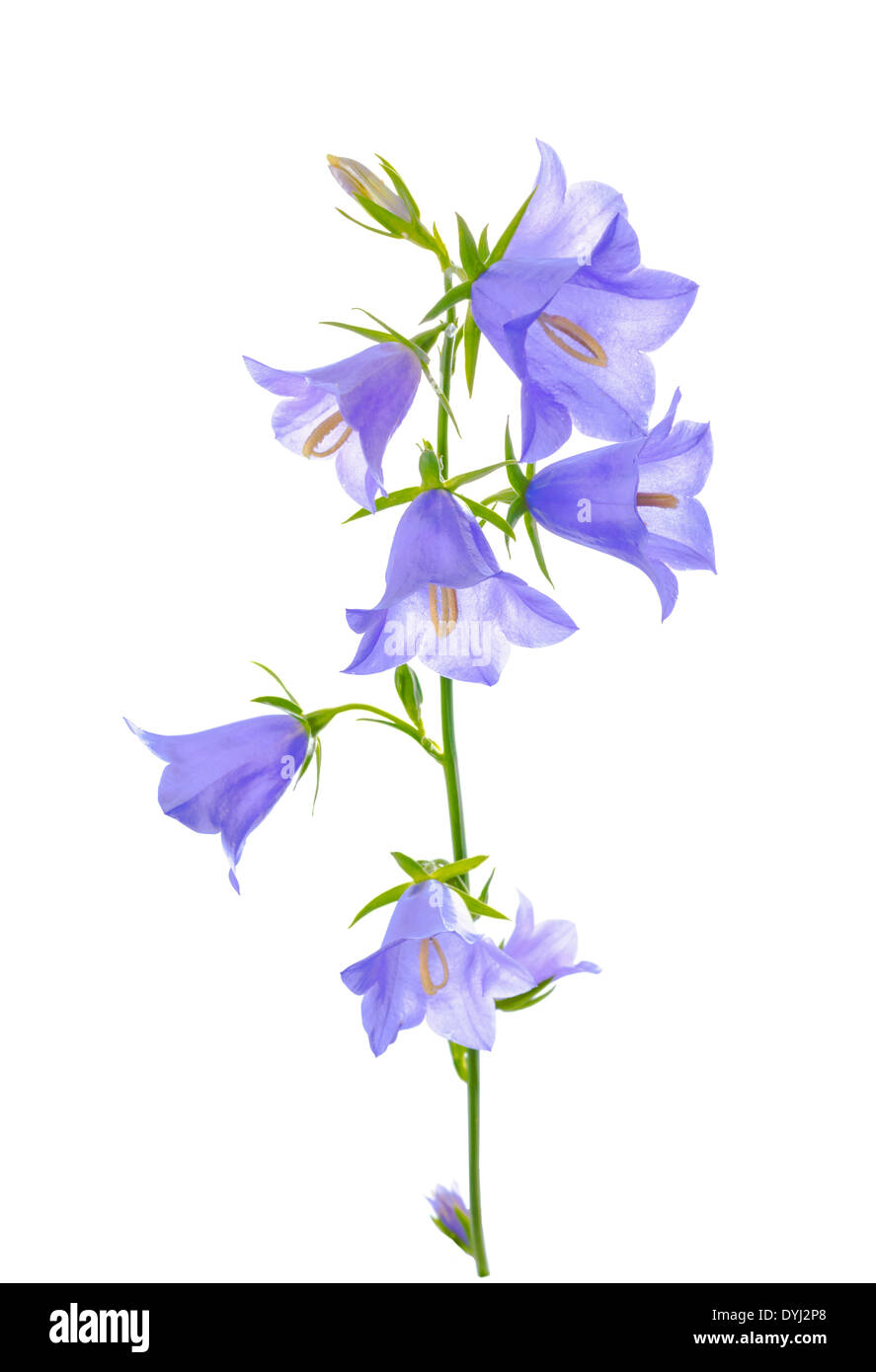Splendida fioritura bluebell flower, isolato su sfondo bianco Foto Stock