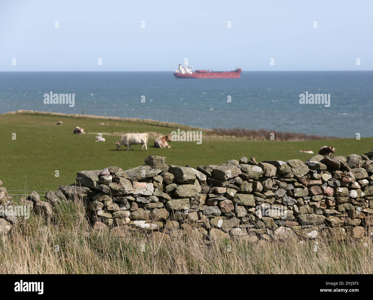 Bovini in campi nei pressi del sentiero costiero a Cove Bay, città di Aberdeen, Scozia, con il Mare del Nord in background Foto Stock