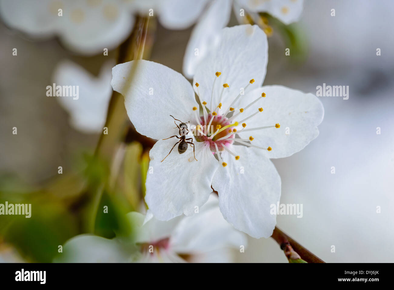 Una piccola formica su una bianca pear tree fiore in primavera Foto Stock