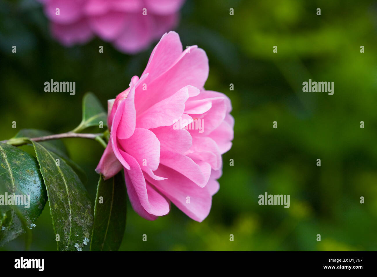 Pink Camellia japonica fiore. Foto Stock