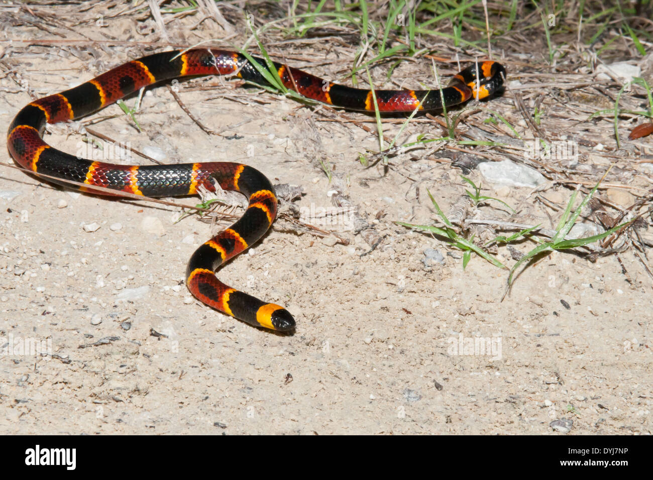 Orientale Serpente corallo Foto Stock