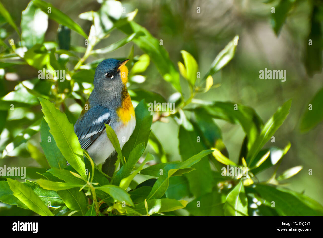 Parula settentrionale Foto Stock