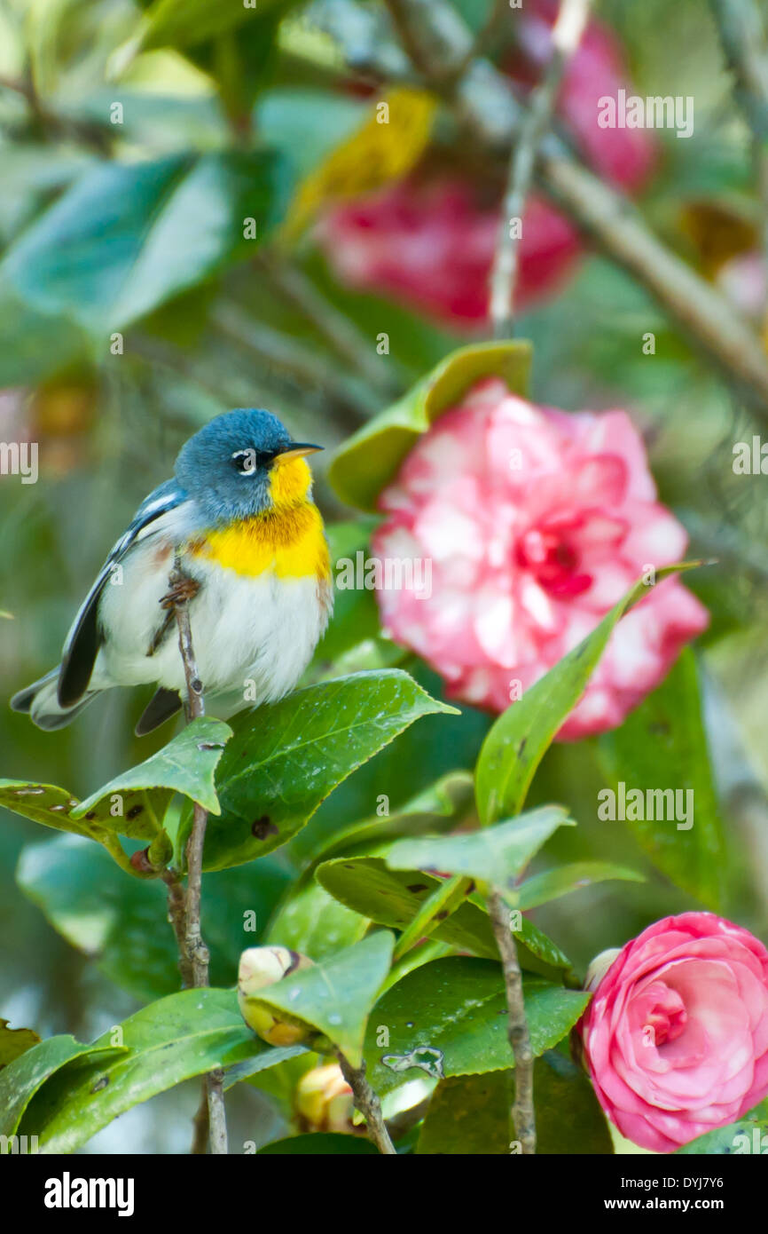 Parula settentrionale Foto Stock