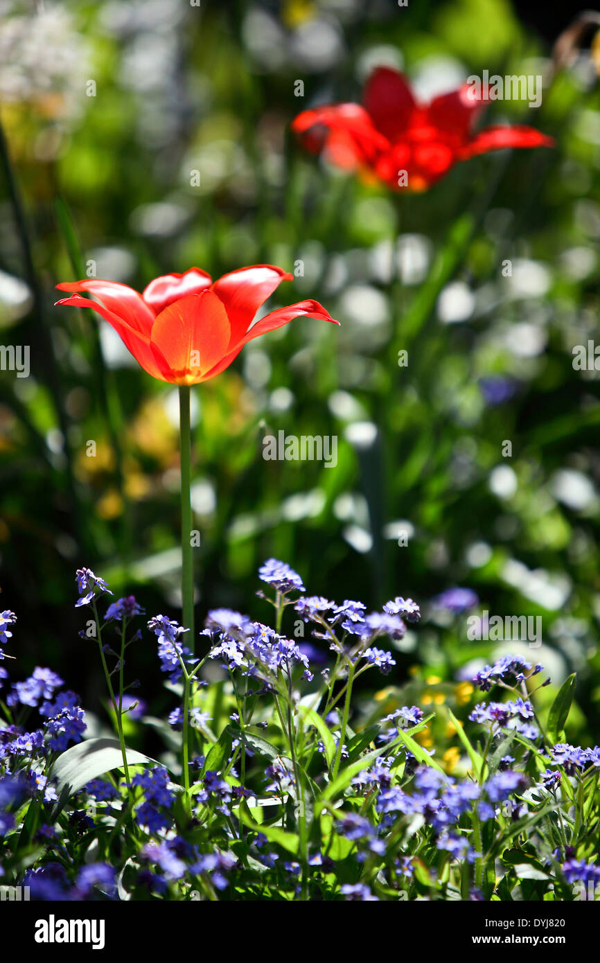 Splendidamente illuminata tulipano alpino visto nel giardino di un amico e il prossimo MRS.m.Vantaggi di acton burnell. Foto Stock