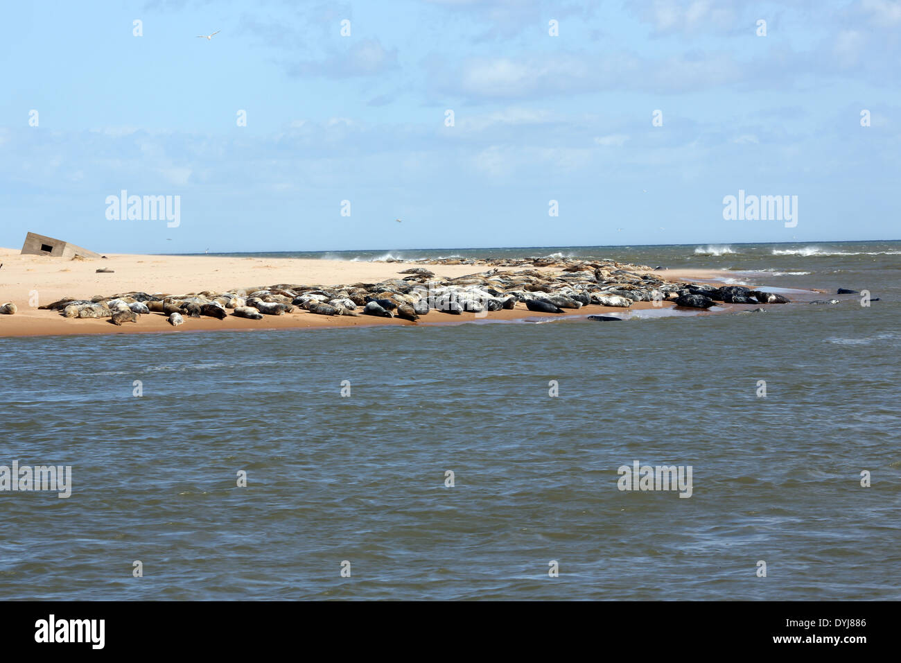 Le foche grigie crogiolarsi al sole sulla spiaggia presso il villaggio di Newburgh, Aberdeenshire, Scotland, Regno Unito Foto Stock