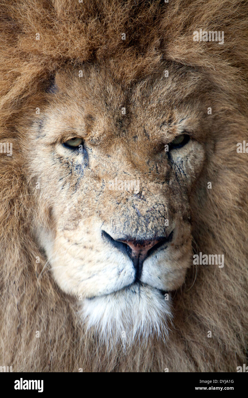 Un close up ritratto di un maschio di leone Foto Stock