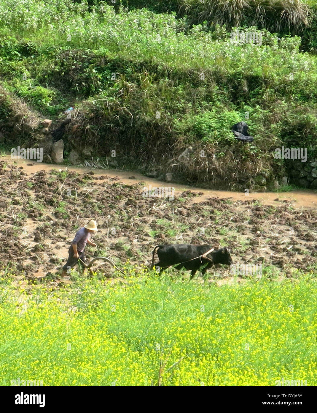 Chongqing. Xix Apr, 2014. Un contadino ara dietro un bue al Guling città di Yunyang County nel sud-ovest della Cina della Municipalità di Chongqing, 19 aprile 2014. Qui gli agricoltori si sono occupati di piantare questi giorni come aprile 20 è Guyu (Grano pioggia), uno dei 24 termini solare creato da antichi cinesi per svolgere le attività agricole secondo la posizione del sole al cerchio zodiacale. © Chen Jianhua/Xinhua/Alamy Live News Foto Stock