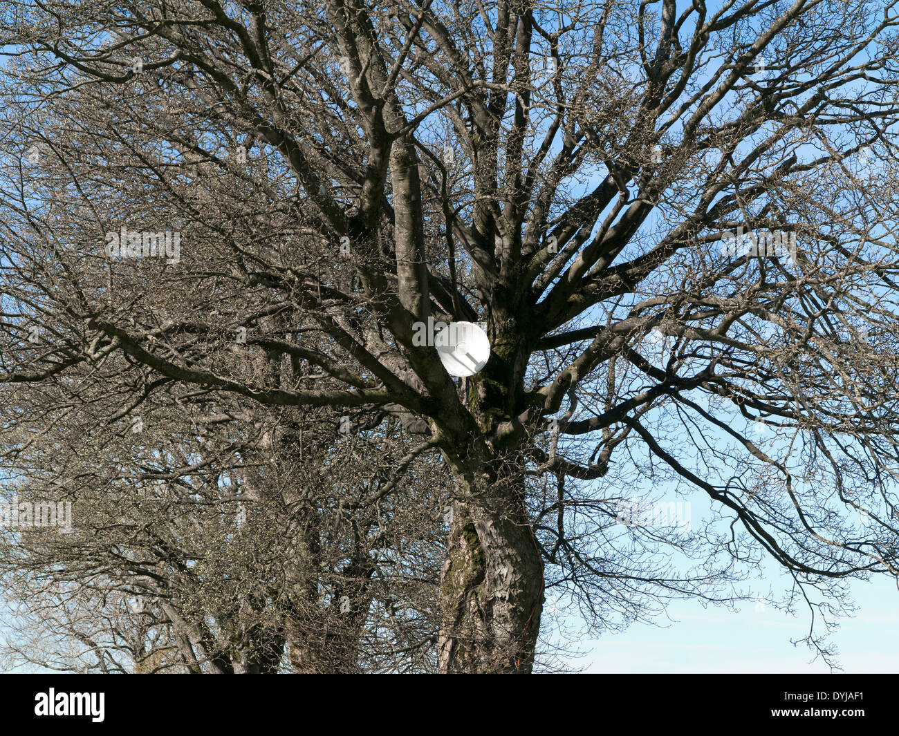 White parabola satellitare situati in alta un albero senza foglie Foto Stock