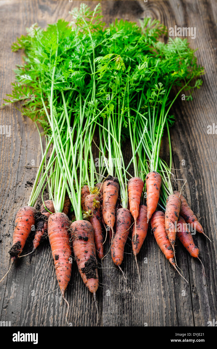 Mazzetto di orange carote fresche dal giardino con sporco sul vecchio legno rustico sfondo Foto Stock