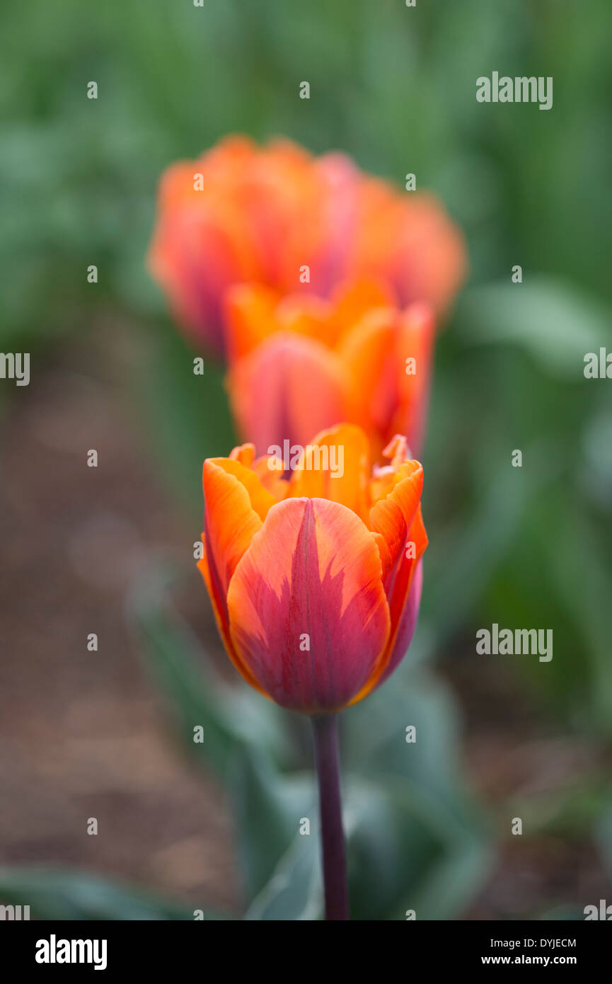 Tulipa. Unico Inizio Tulip 'prinses irene' fiori Foto Stock