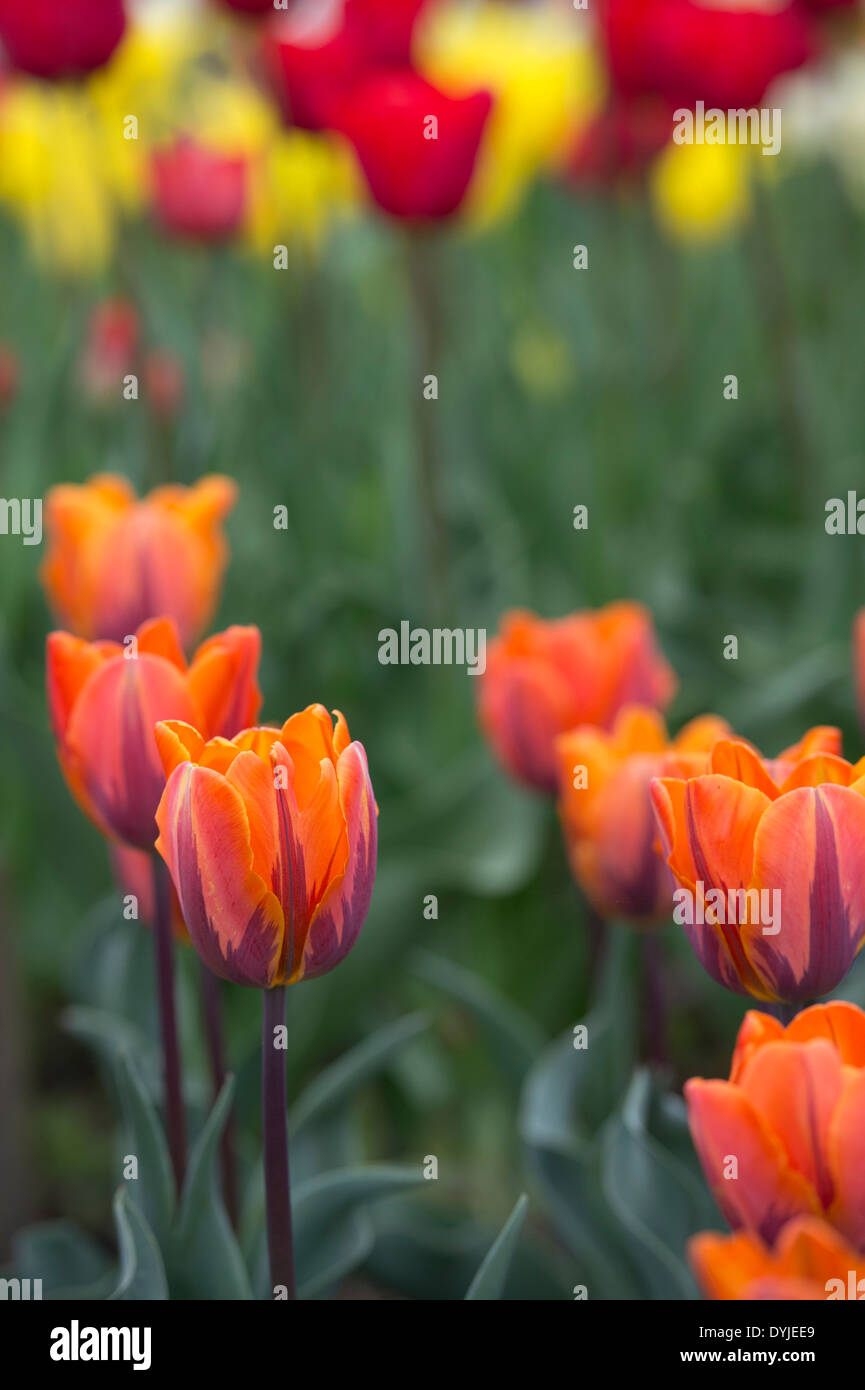 OrangeTulipa. Unico Inizio Tulip 'prinses irene' fiori Foto Stock