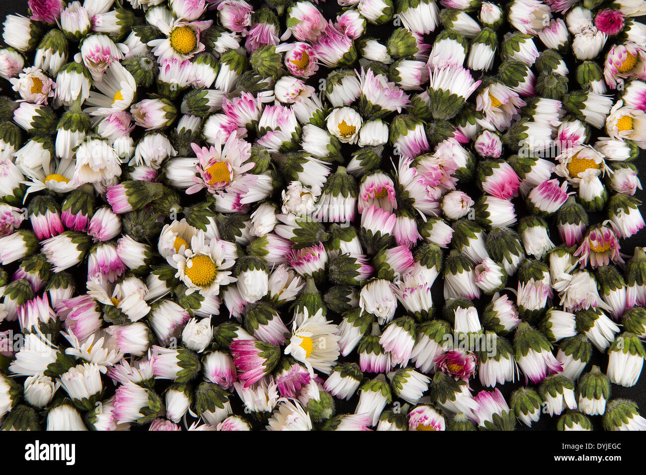 Chiuso margherite sfondo Foto Stock