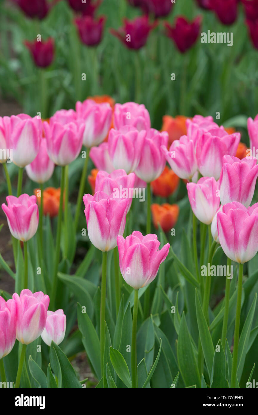 Tulipa. Darwin Tulip 'hatsuzakura' fiori Foto Stock