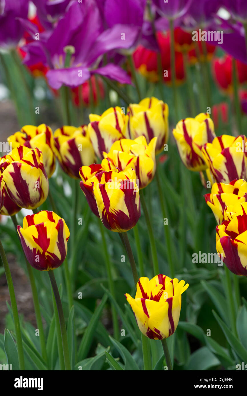 Tulipa. Trionfo Tulip 'helmar' fiori Foto Stock