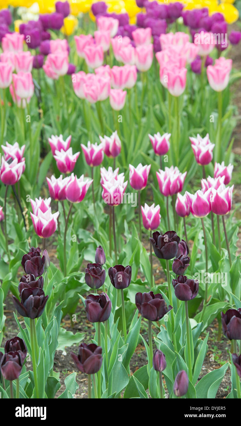 Tulipa. Tulip 'Paolo scherer' con Tulip 'Claudia' e 'Tulip Hatsuzakura' fiori Foto Stock