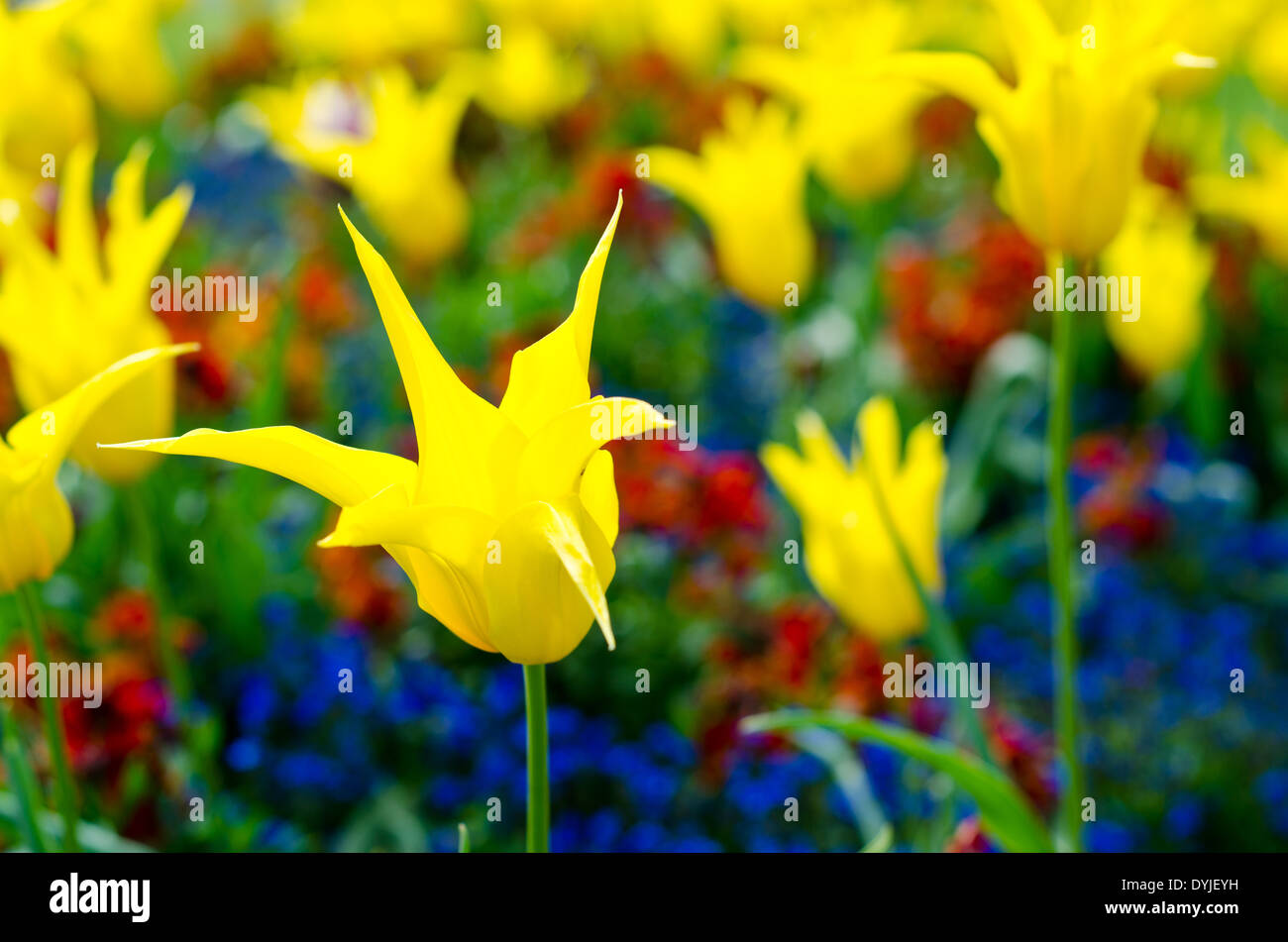 Primo piano di una stella gialla Tulip in piena fioritura Foto Stock