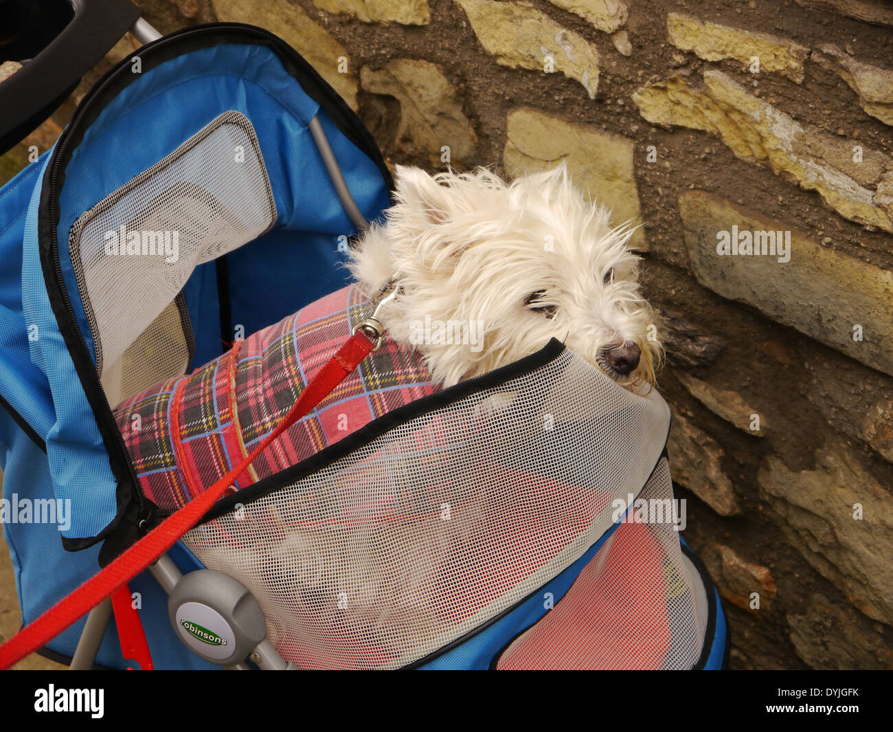 West Highland Terrier cane indossando cappotto tartan, equitazione in Robinsons passeggino / passeggino / la PRAM Foto Stock