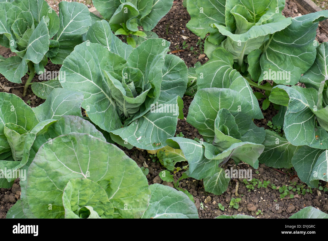 Le piante di cavolo che cresce in una trama vegetale Foto Stock