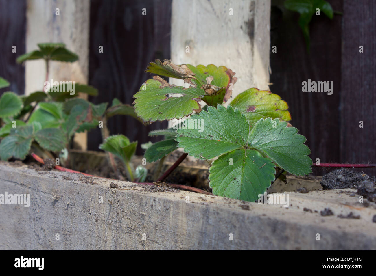 Fila di piante di fragola, la messa a fuoco in primo piano impianto, piantato in un pallet Foto Stock