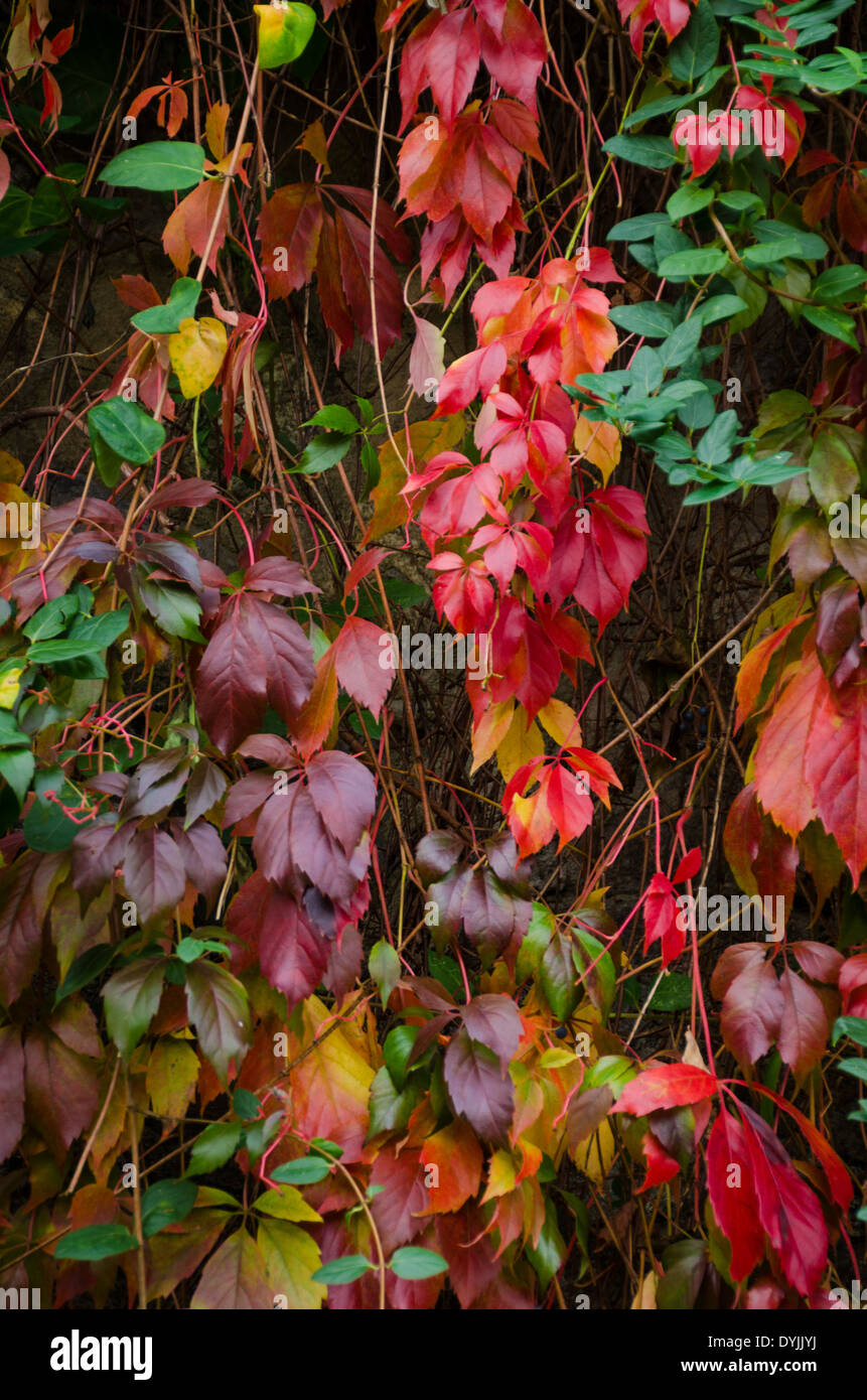 Autunno a colori in Hervas, Caceres, Estremadura, Spagna, Europa Foto Stock