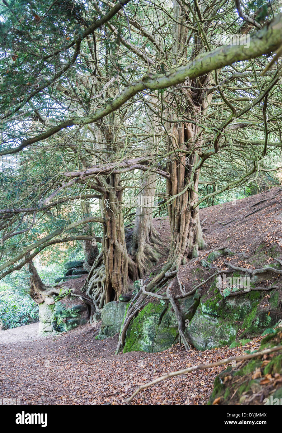 Vecchio albero di tasso gnarled (Taxus baccata) radici che crescono su rocce nel terreno di Wakehurst Place, East Sussex, UK Foto Stock