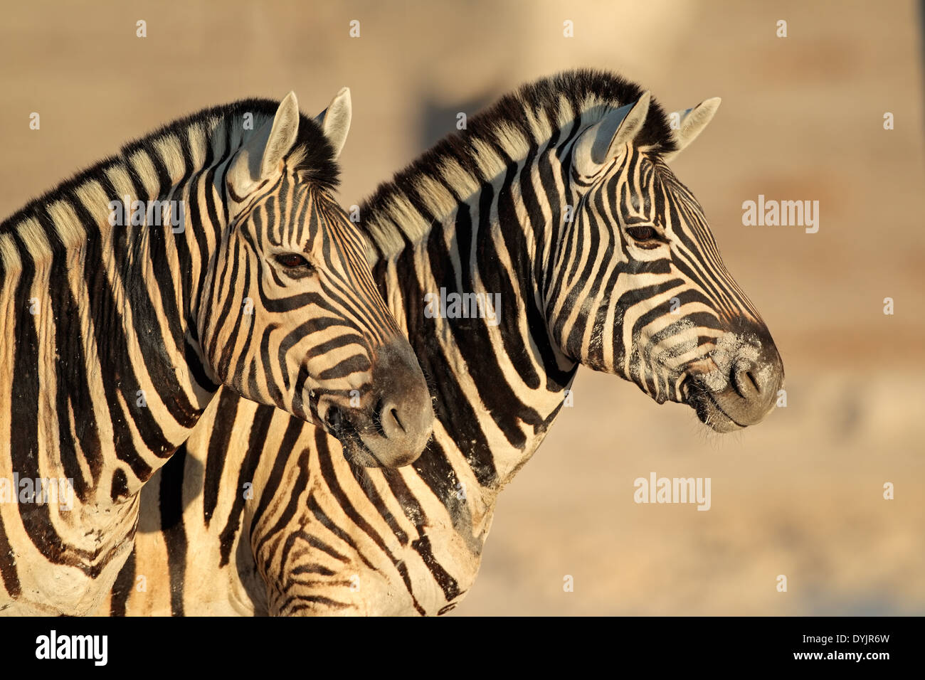 Ritratto di due pianure (Burchells) zebre (Equus burchelli), Etsosha National Park, Namibia Foto Stock