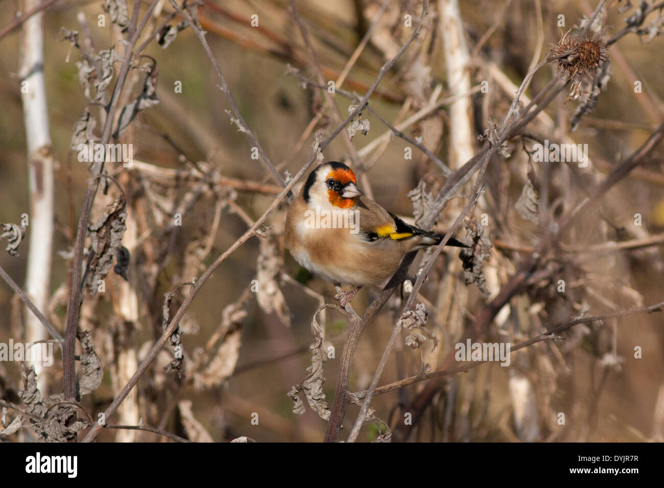 Oro Finch, Otmoor Foto Stock
