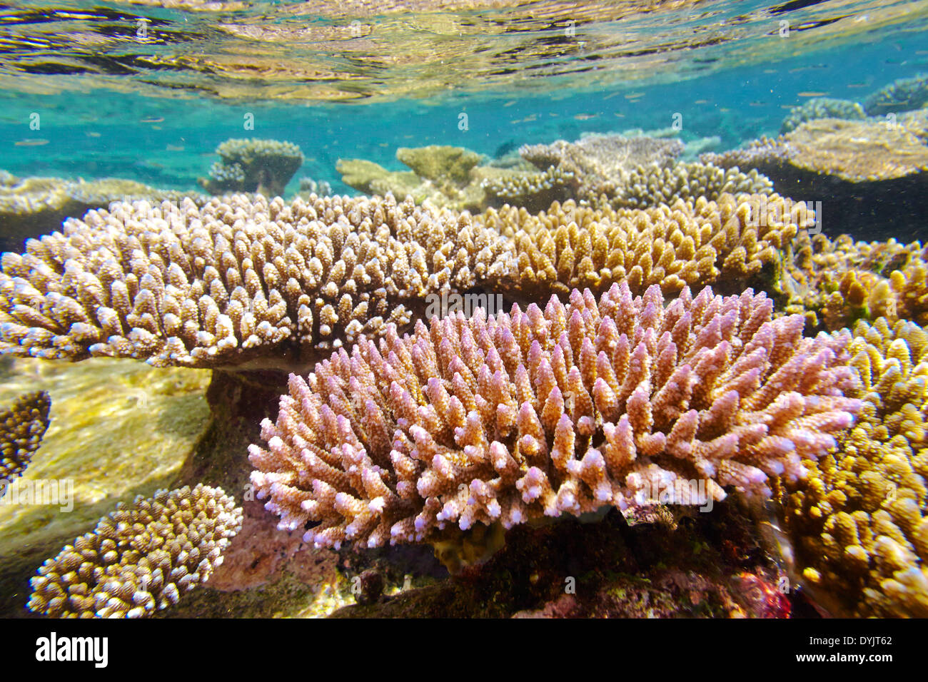 Shallow Coral reef, Maldive, Oceano Indiano Foto Stock