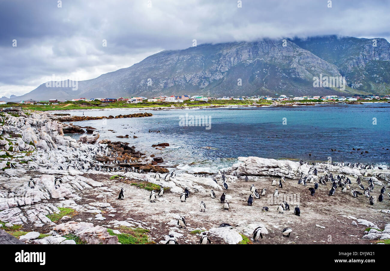 Wild Sudafricano colonia di pinguini, wildlife safari, animali di oceano Atlantico acque, Simon's Town beach bay, la bellissima natura Foto Stock