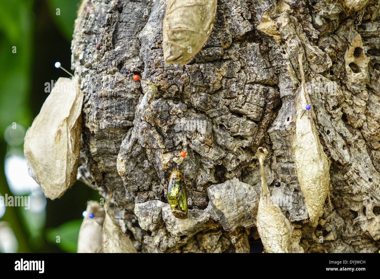 Puppen von Schmetterlingen un einem Baumstamm Foto Stock