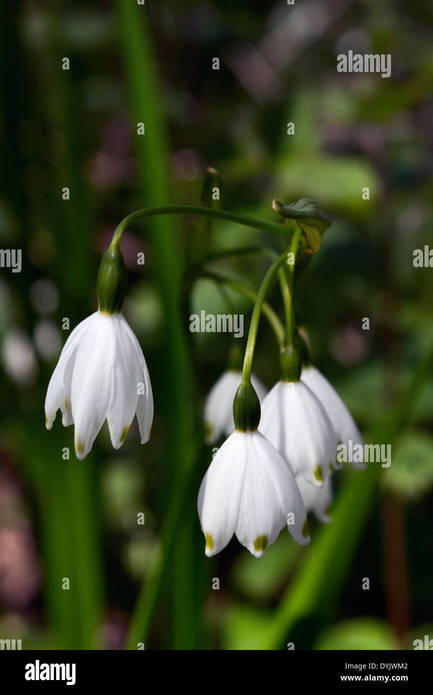 Leucojum aestivum (estate il simbolo del fiocco di neve) Foto Stock