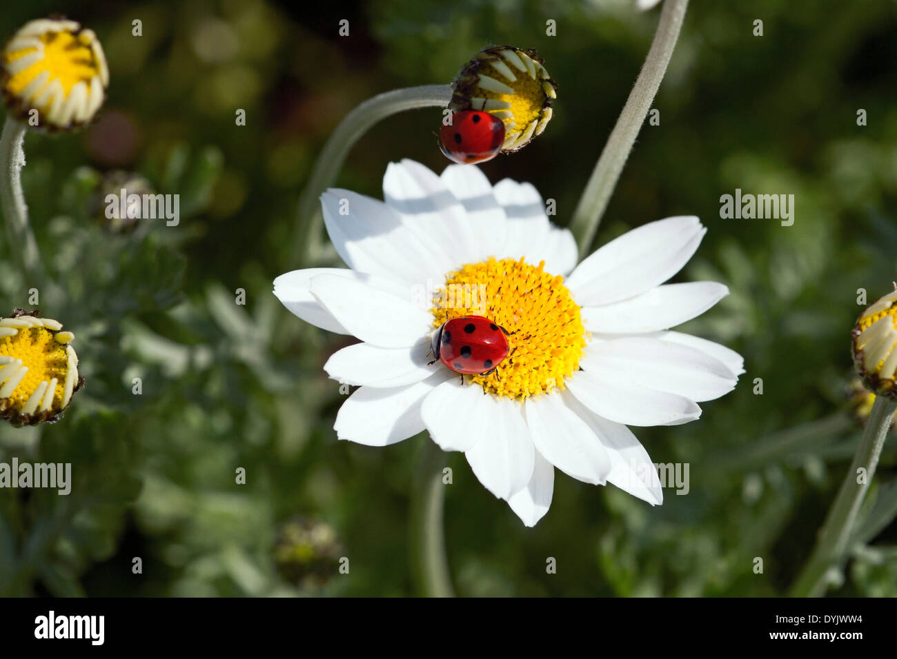 Coccinelle sui fiori di Rhodanthemum hosmariense Foto Stock