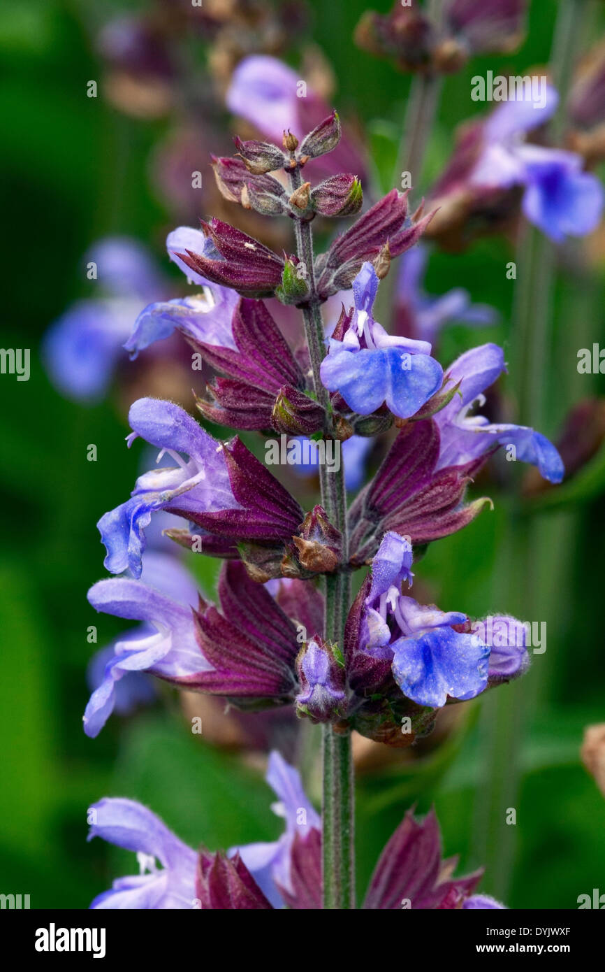 La Salvia officinalis (SAGE) Foto Stock