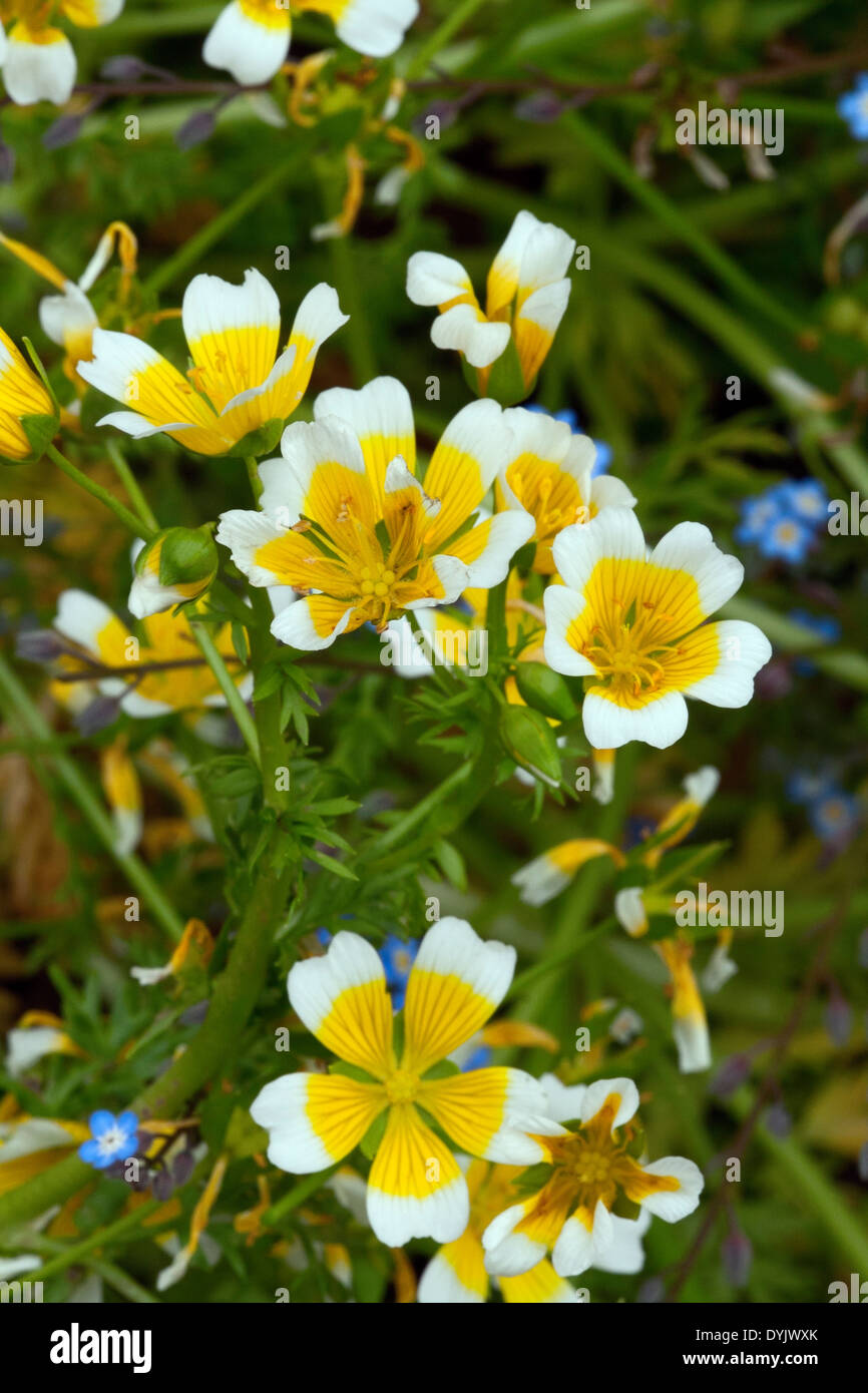 Limnanthes douglasii (Uovo affogato pianta) Foto Stock