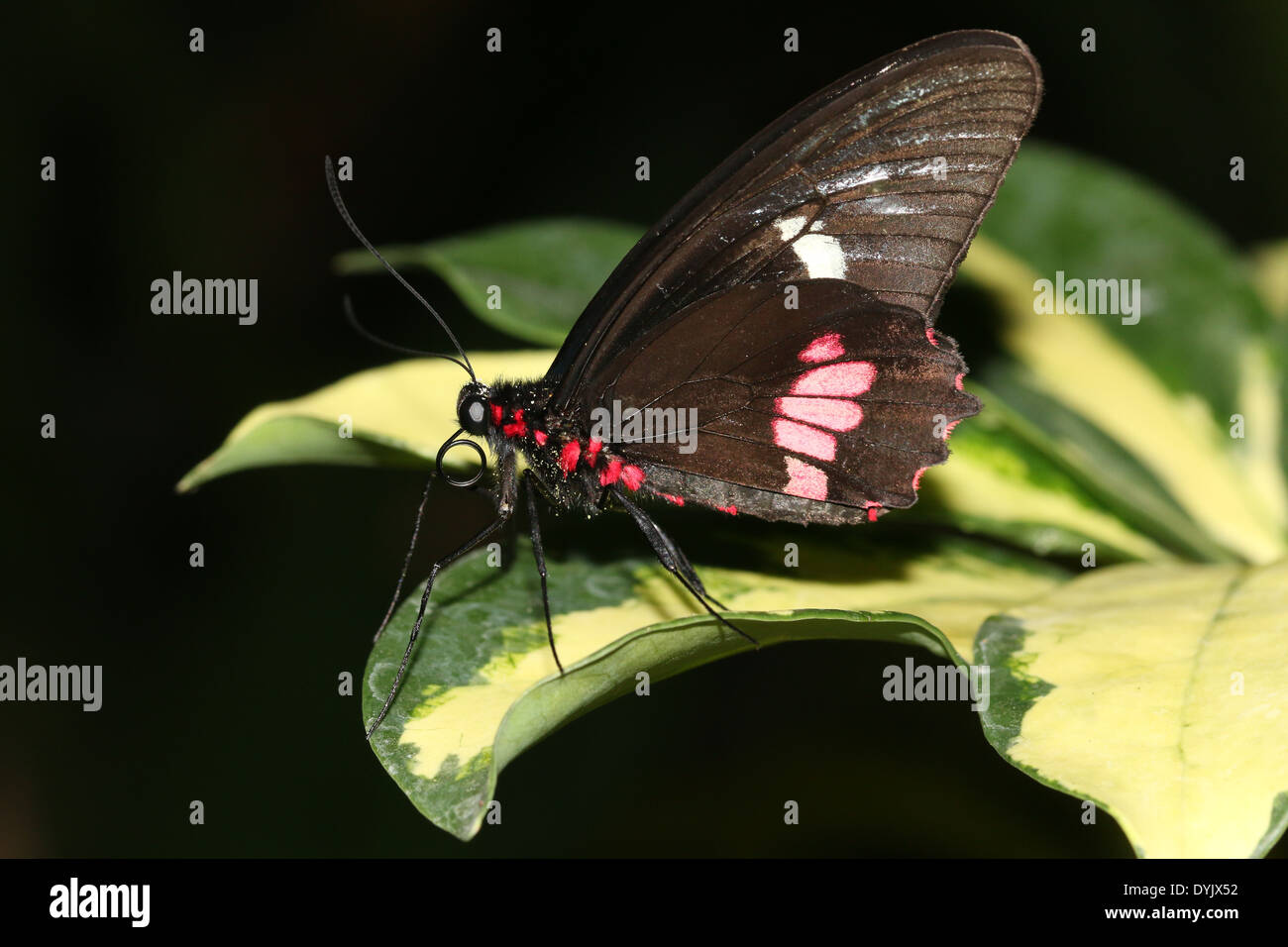 Arcas Cattleheart Butterfly (Parides eurimedes, Parides arcas) a.k.a. Mylotes, veri o rosa-controllato Cattleheart su una foglia Foto Stock