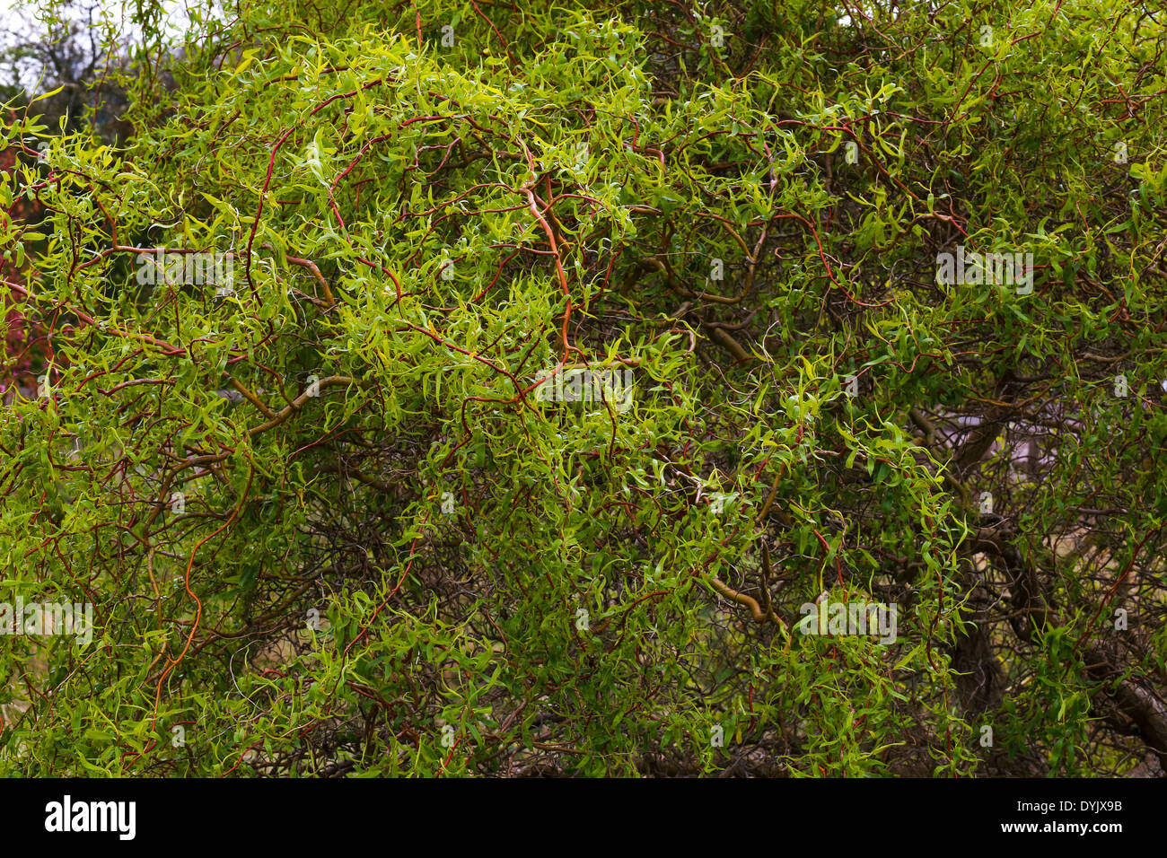 Struttura di cavatappi rami ritorti Dragon's Claw-willow, giovani foglie sui rami ritorti Foto Stock