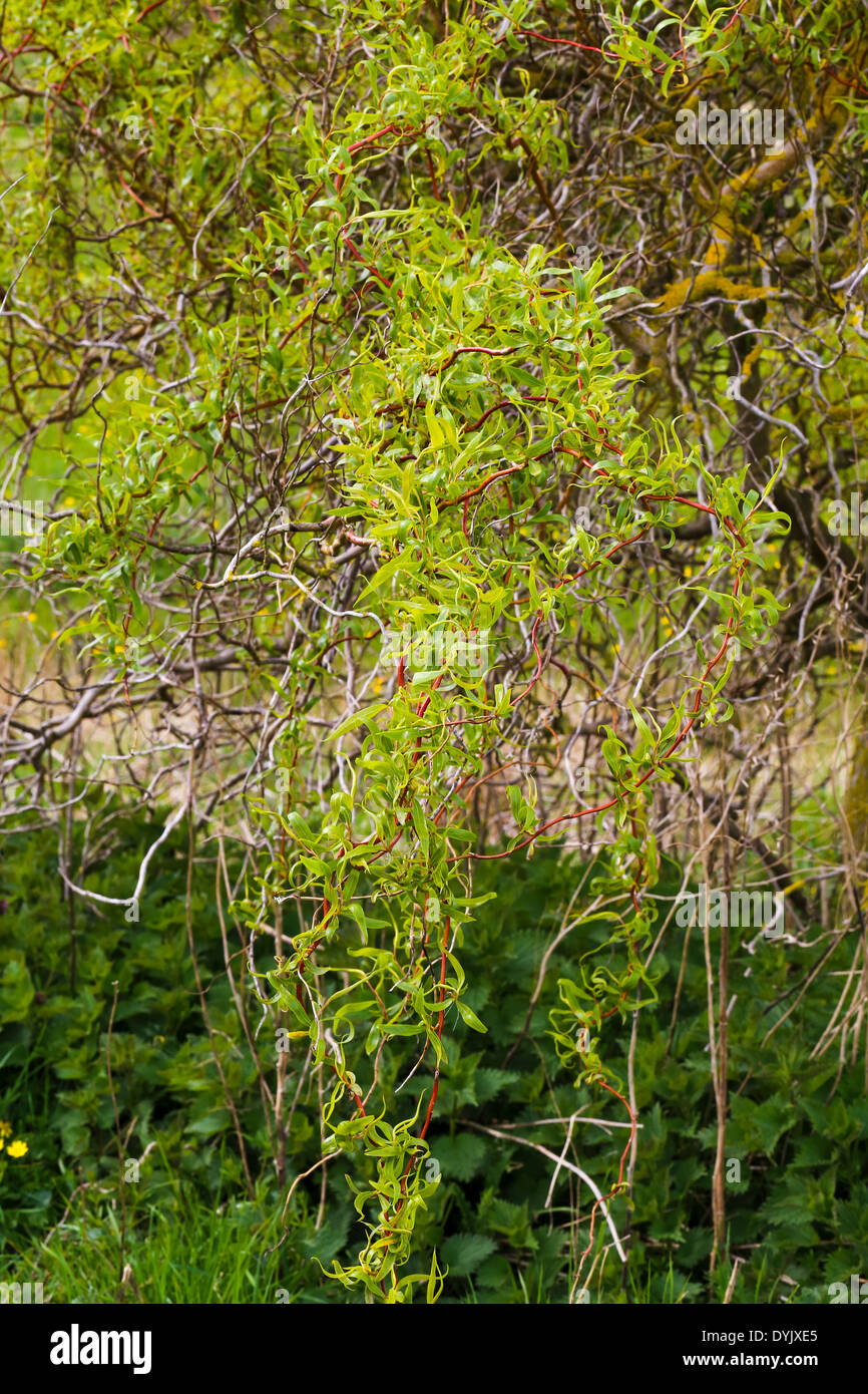 Struttura di cavatappi rami ritorti Dragon's Claw-Willow e comune, Ortica foglie giovani sui rami ritorti Foto Stock