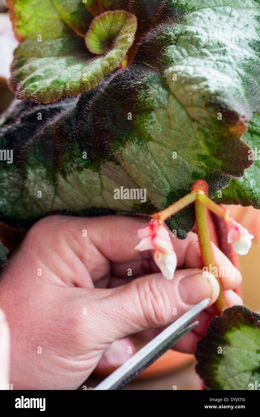 Il taglio di fiori di BEGONIA REX in modo che tutta l'energia viene deviato nella produzione di foglia Foto Stock