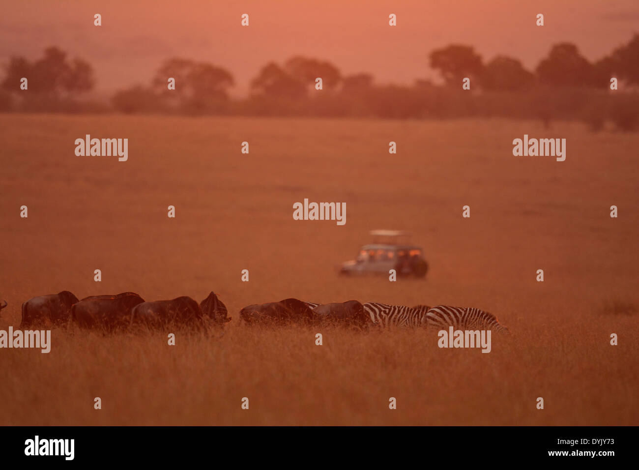 Auto turismo guardando le zebre e Wildebeests nelle praterie del Masai Mara al tramonto Foto Stock